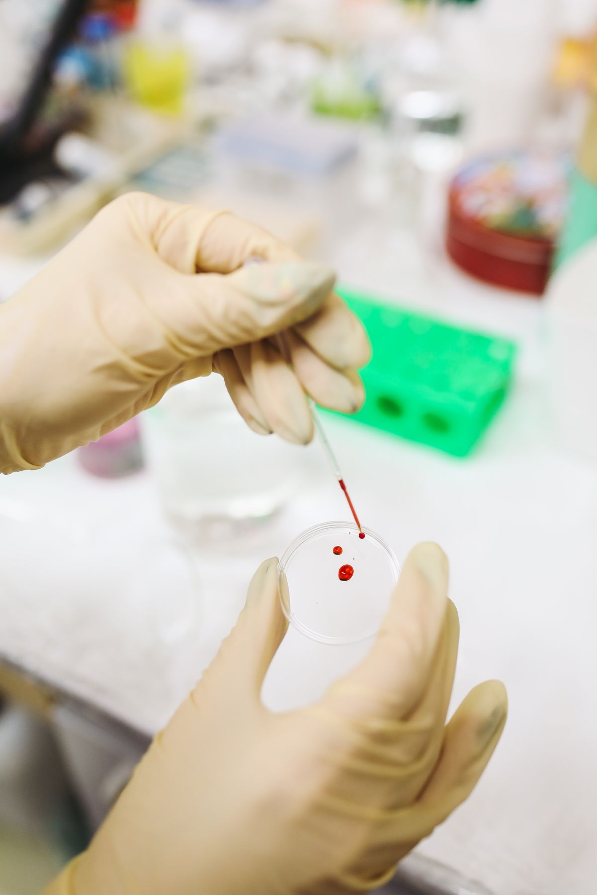 Mãos com luva pingando gotas de sangue em uma placa de Petri em laboratório